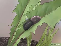 We did not find results for: How To Care For A Giant Leopard Moth Caterpillar With Pictures