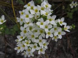 Image result for Sebaea