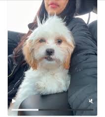 If someone see this dog please call us 737-382-3808 Last seen was in  Pflugerville area !!!