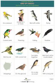 Featured Birds Birdscaribbean