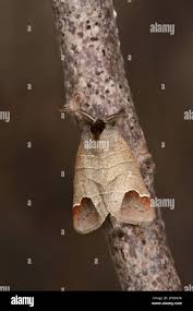 Image result for Clostera curtula