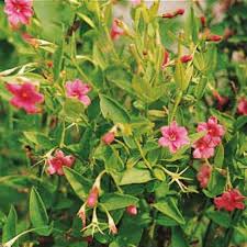 Image result for Jasminum beesianum