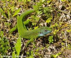 Féerie automnale, illuminez votre jardin et découvrez notre sélection de cet automne ! Le Lezard Vert