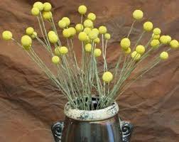 Drieddecor Com Your Source For Dried Decorative By Drieddecorcom Plant Decor Dried Eucalyptus Dry Plants