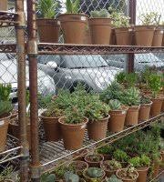 Many small potted plants, as well as large specimen ones. Cactus Jungle Berkeley 2021 All You Need To Know Before You Go Tours Tickets With Photos Tripadvisor