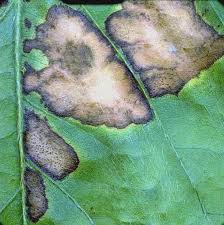 Image result for Colletoecema