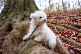 This is the price you can expect to budget for a bichon frise with papers but without breeding rights nor show quality. Best Bichon Frise Breeders 2021 10 Places To Find Bichon Frise Puppies For Sale