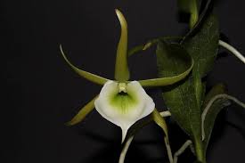 Image result for Angraecum infundibulare