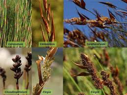 Image result for Restionaceae