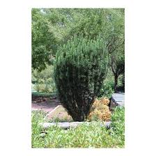 Image result for Pycnostachys orthodonta