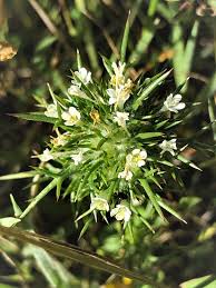 Image result for Polemoniaceae