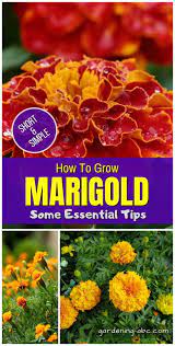 How To Grow Marigolds An Essential Guide For Growing Marigold Plants Growing Marigolds Marigolds In Garden Marigold