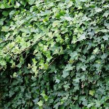 Хедера хеликс (hedera helix) — вечнозеленая лиана. Gardens4you Buy Ivy Hedera Helix Best Value For Money Gardens4you
