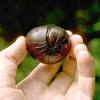 How can pill bugs be useful for my garden? Https Encrypted Tbn0 Gstatic Com Images Q Tbn And9gctwldpwhupvsre4jf Ud63pfavpohrjdtn4raju1mxr6tejbv7m Usqp Cau