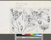 Image result for Nesogordonia