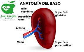 Rouelle vào giữa thế kỷ 18. El Bazo Es Un Organo Que Se Nutriologo Juan Campos Facebook
