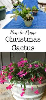 When cared for properly, the plant produces lots of colorful blooms in you can easily get a cutting from a mature, healthy christmas cactus plant to start a new plant for yourself or for someone else. Easy Prune Christmas Cactus Christmas Cactus Flower Christmas Cactus Plant Christmas Cactus Care
