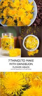 7 Things To Make With Dandelion Flower Heads Aroma Culture Dandelion Flower Dandelion Recipes Herbalism