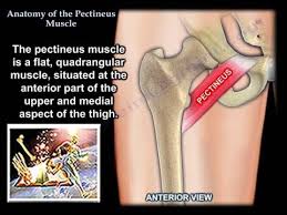 When a groin muscle tears, usually as a result of strenuous exercise, extreme pain can. Anatomy Of The Pectineus Muscle Everything You Need To Know Dr Nabil Ebraheim Youtube