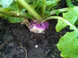 Beets that are allowed to get much bigger than 3 inches (7 cm) across often become tough and fibrous. Sanctuary Spotlight How To Grow Turnips Sanctuary Gardener