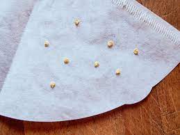 Soak your paper towel (s) with water or spray water on them. Germinate Seeds Quickly With Coffee Filters Or Paper Towels Garden Betty
