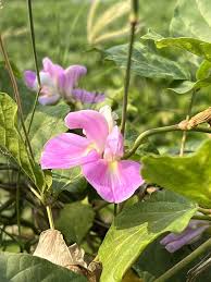 Image result for Aniseia martinicensis