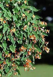 Image result for Vernonia sutherlandii