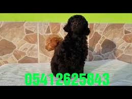 Toy Poodle Yavru Ilanlari 05412625843 Oyuncak Kanis Poodle Kopek