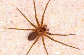 Producen seda (véase seda de araña), con la que tejen telas de araña o telarañas, que usan para construir redes de caza, tapizar refugios e incluso hacerse llevar por el viento. Alerta Por Presencia De Arana Violinista En Mexico Reporteros En Movimiento