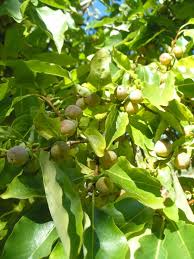 Image result for Diospyros virgata