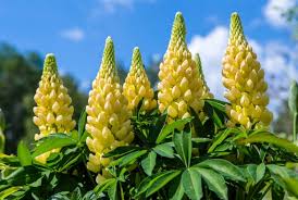 Some are tall and some are low, so they can be used in many areas of the perennial garden design. 18 Beautiful Yellow Perennials To Brighten Your Yard Sunny Home Gardens