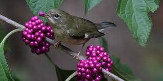 Last year we made a frame with bamboo and formed a cage with bird i had the same bird problem with blueberries and strawberries. These Bird Friendly Native Plants Are Berry Special Audubon North Carolina