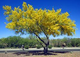 The tree to bloom earliest is most commonly apricot. Palo Verde Trees Are In Bloom Here Are 10 Things To Know About This Lovely Desert Plant Tucson Life Tucson Com