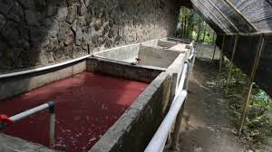 Budidaya Lele Sistem Rws Digabung Ras Resirkulasi Youtube