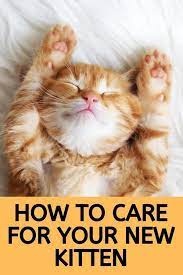 How To Care For A New Kitten Introducing Kitten To Dog Cute Cat Breeds Cat Breeds