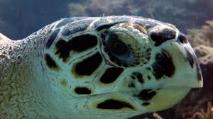 The flatback sea turtle ( natator depressa ) occurs in the seas between australia and new guinea; 10 Hawksbill Turtle Facts You Shouldn T Ignore