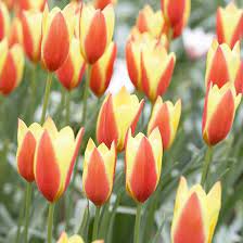 Top Tulips That Come Back Every Year Spring Flowering Bulbs Organic Raised Garden Beds Tulips