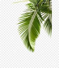 Paper Arecaceae Leaf Palm Branch Tree Leaf Pattern Unlimited Download Kisspng Com Palmeira Png