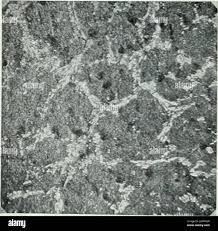 Image result for bulat steel micrograph