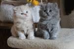 British Shorthair & British Longhair Cats - Kitty Hawk Cattery