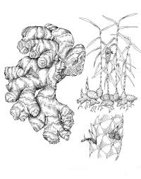Ginger Zingiber Officinale Plant Drawing Plant Sketches Draw On Photos