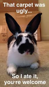 Please post your pictures of rabbits who are being cute or funny here! Too Cute Tiny Baby Animals Memes Novocom Top