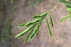 Image result for Acacia nilotica