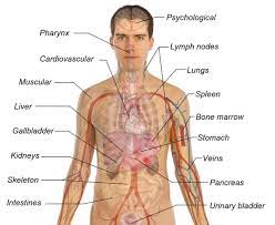 People can experience pain under the ribs in the upper left abdomen for many reasons. Pain Below Left Ribs Mumsnet