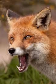 Every other day move things around the garden, this will disturb a fox as they like their territory to remain the same. Understanding The Diet Of A Fox How To Get Rid Of Foxes