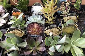 Modern, traditional, eclectic, rustic, glam, farmhouse, country 59 Different Succulent Types With Names And Pictures Florgeous