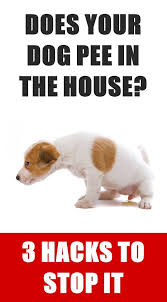 3 Hacks To Stop Your Dog From Peeing Inside The House Dog Potty Training Dog Training Dog Pee