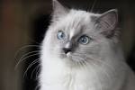 Blue Bicolor Ragdoll Kittens - 9 Weeks Old