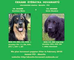 ŠTĚŇÁTKA  PUPPIES :: Abonito-hovawart