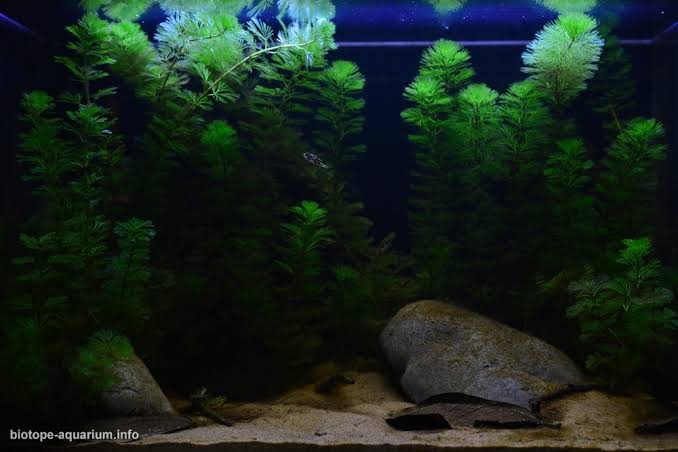 Along the banks of the Pamba river, Kerala, India, 75 L – Biotope Aquarium